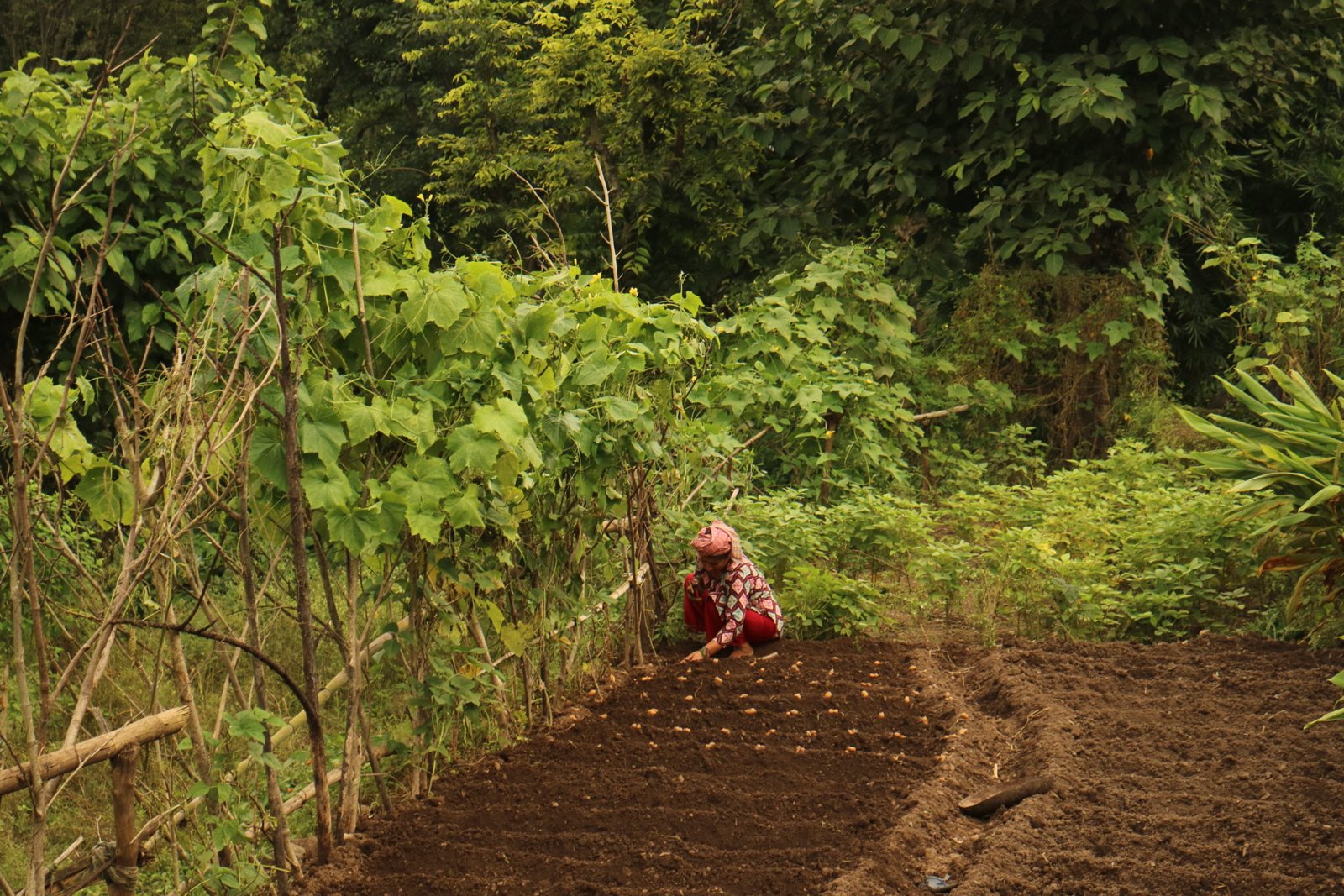 A woman planting in a village field